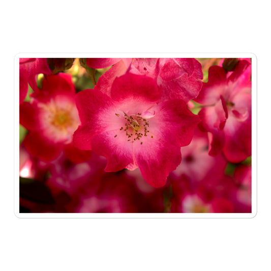 A large rectangular vinyl sticker with an image of dark pink flowers with white centers.