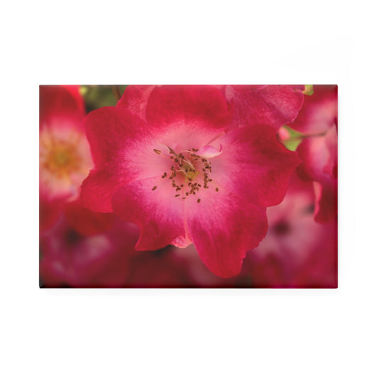 A rectangular button magnet with an image of a pink rose with white in the center.