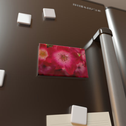 Lifestyle photo of a rectangular button magnet with an image of a pink rose with white in the center, placed on a fridge.