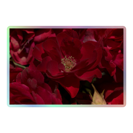 A large rectangular holographic sticker with a close-up image of dark red roses.