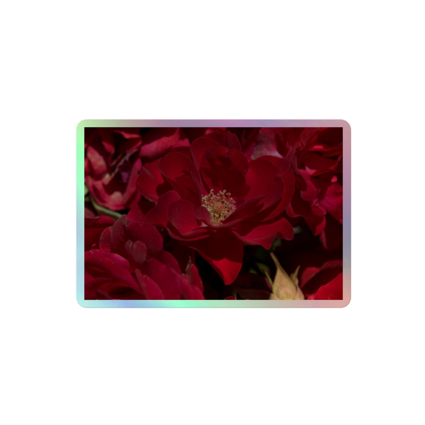 A medium rectangular holographic sticker with a close-up image of dark red roses.