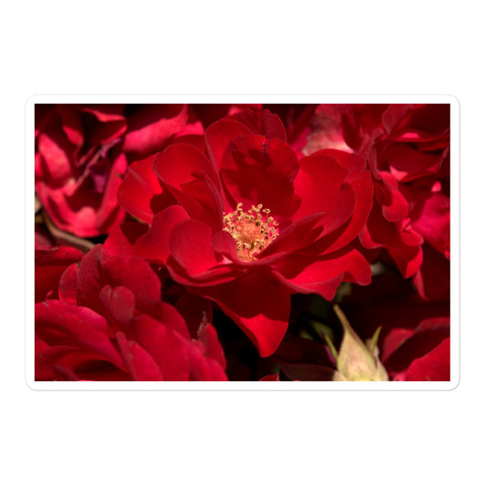 A large rectangular vinyl sticker with an image of bright red rose blooms with visible stamen.