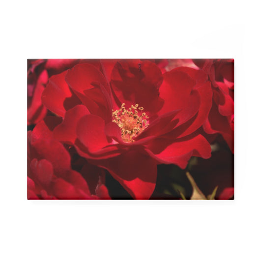 A rectangular button magnet featuring a close-up of a scarlet rose with velvety petals.