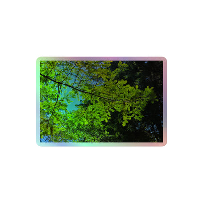 A medium rectangular holographic sticker with an image of a redwood tree branch with blue sky behind it.
