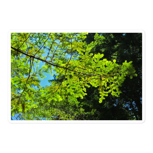 A large rectangular vinyl sticker with an image of blue sky and redwood tree leaves.