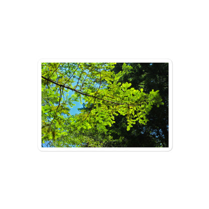 A medium rectangular vinyl sticker with an image of blue sky and redwood tree leaves.