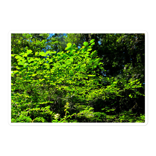 A large rectangular vinyl sticker with an image of backlit bright green tree leaves.