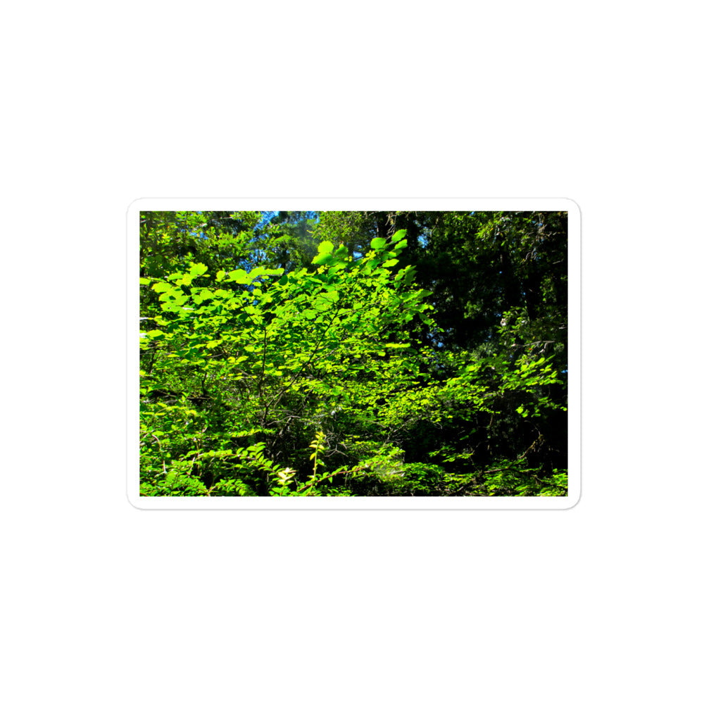 A medium rectangular vinyl sticker with an image of a field of backlit bright green tree leaves.