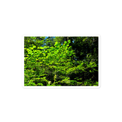 A medium rectangular vinyl sticker with an image of a field of backlit bright green tree leaves.