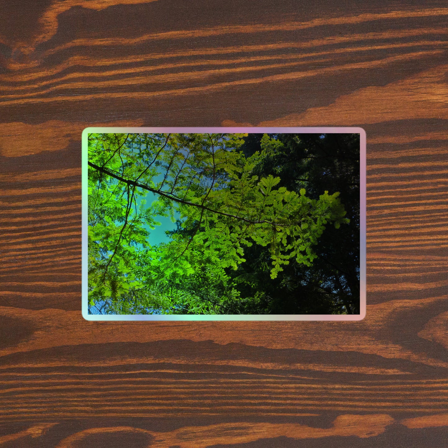 Lifestyle photo of a rectangular holographic sticker with an image of a redwood tree branch with blue sky behind it, placed on a brown wooden table surface.