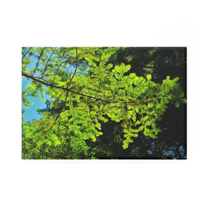 A rectangular button magnet with an image of sunlight filtering through redwood branches.