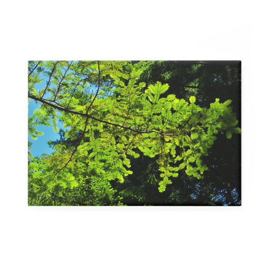 A rectangular button magnet with an image of sunlight filtering through redwood branches.