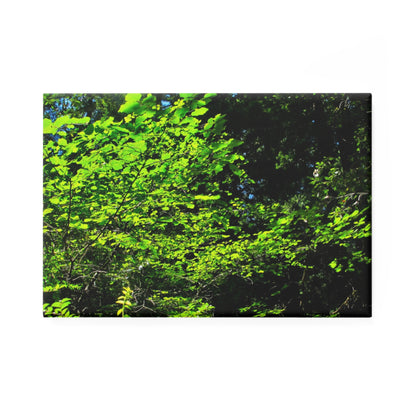 A rectangular button magnet with an image of sunlight streaming through green tree leaves.