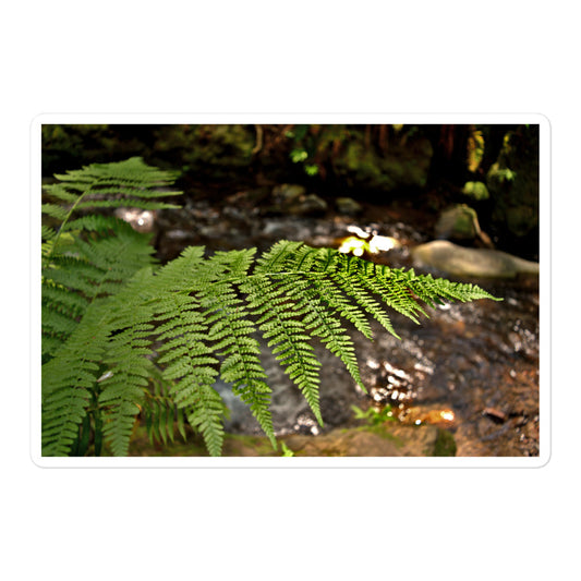 A large rectangular vinyl sticker with an image of a fern in front of a forest creek.