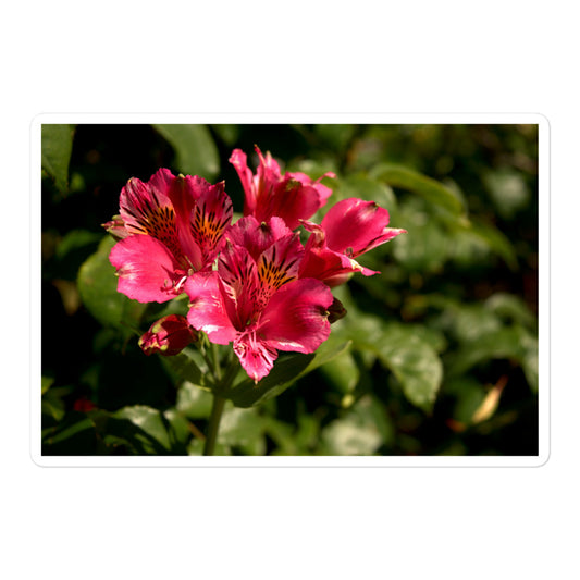 A large rectangular vinyl sticker with an image of a pink lily blooms with yellow accents.