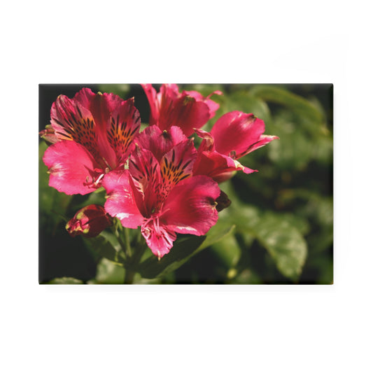 A rectangular button magnet featuring a close-up of a cluster of vibrant pink and yellow Peruvian lilies.
