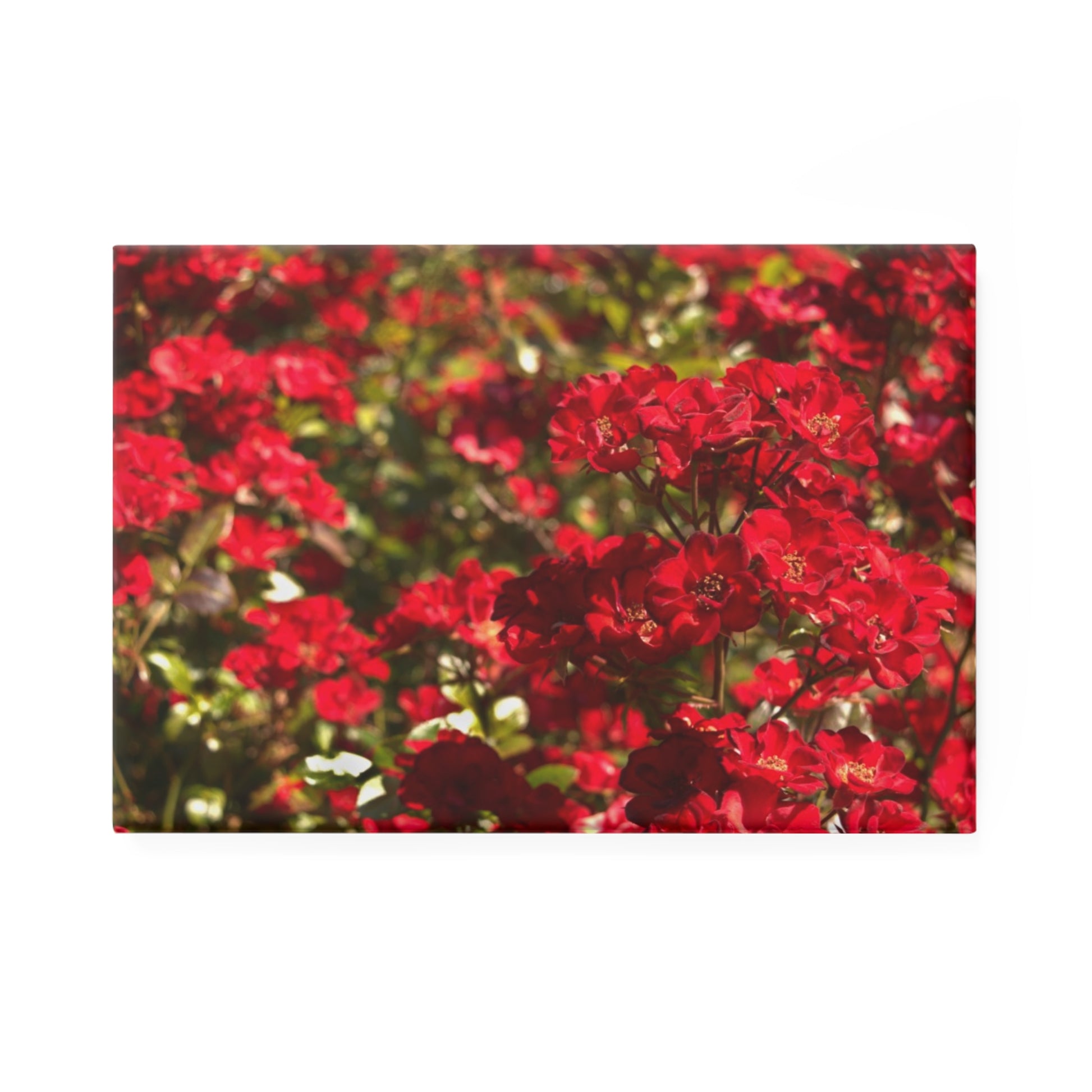 A rectangular button magnet with an image of vibrant scarlet rose bushes.