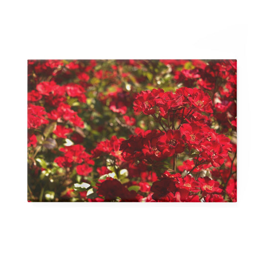 A rectangular button magnet with an image of vibrant scarlet rose bushes.