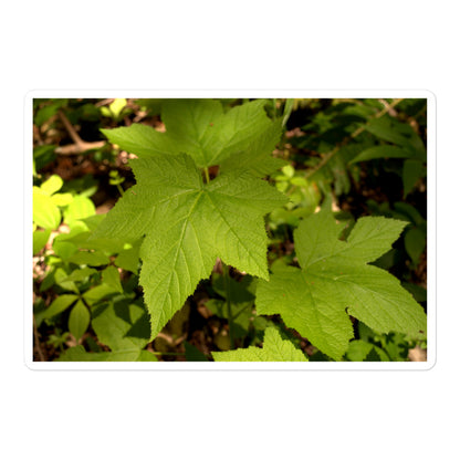 A large rectangular vinyl sticker with an image of light green blackberry leaves on a forest floor.