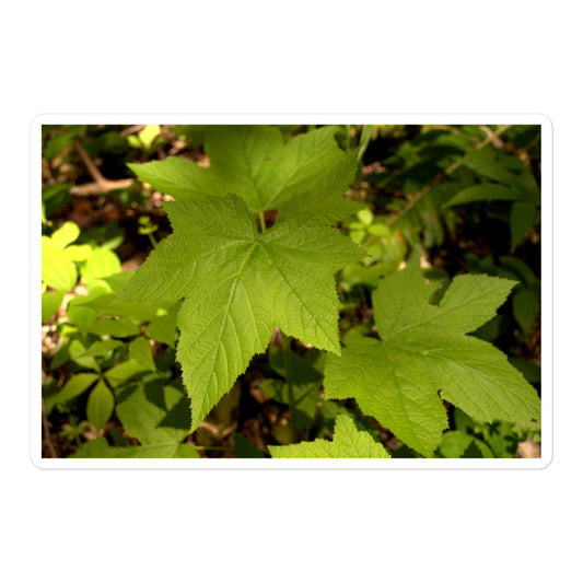 A large rectangular vinyl sticker with an image of light green blackberry leaves on a forest floor.