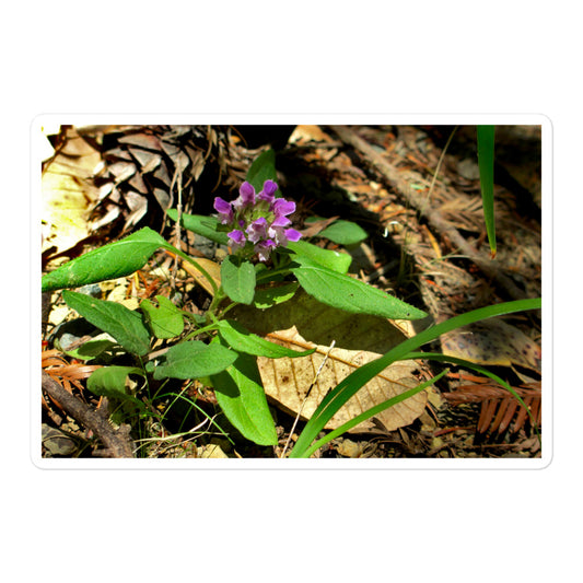 A large rectangular vinyl sticker with an image of a purple wild flower in a forest floor.