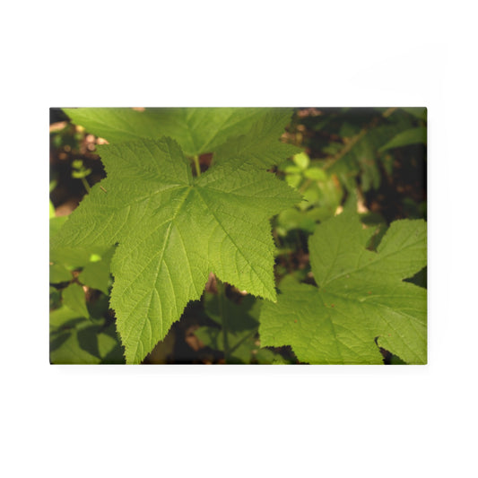 A rectangular button magnet with an image of a green wild blackberry leaf on a forest floor backdrop.